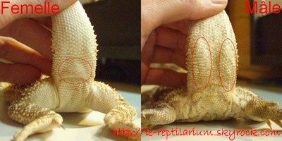 sexe de mon pepito :) Sexage-pogona