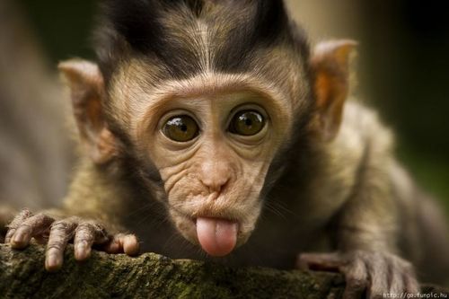 SINGE-BB-LANGUE.jpg